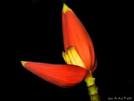red banana flower
